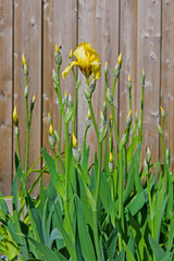 Yellow iris and buds with leaves