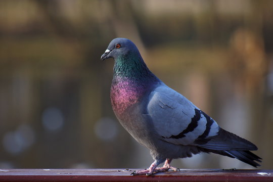 Portrait of a gray pigeon.