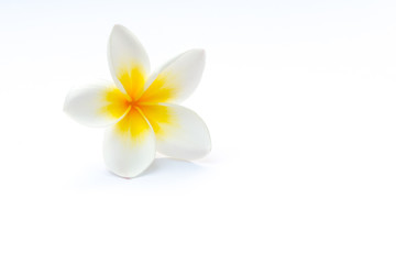 Obraz premium Frangipani (plumeria) flowers isolated on white