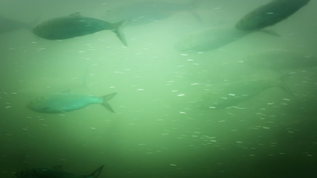 Fish Ladder Underwater