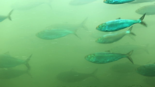 Fish Ladder Underwater