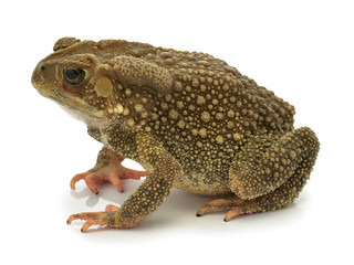 Toad isolated on a white background