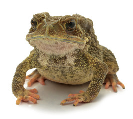 Toad isolated on a white background