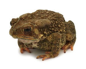 Toad isolated on a white background