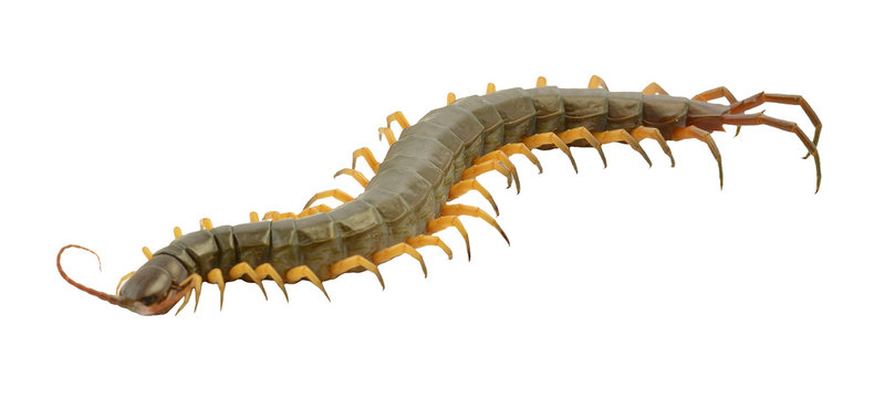 closeup of one brown centipede on white background