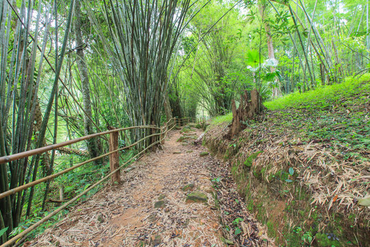 Walking Trail on a Mountain in Thailand