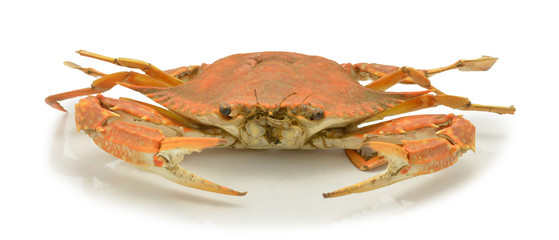 horse crab