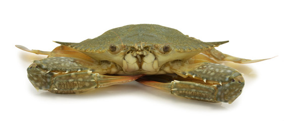 horse crab