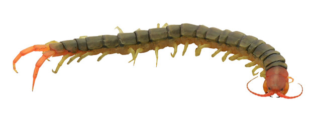 Obraz premium closeup of one brown centipede on white background
