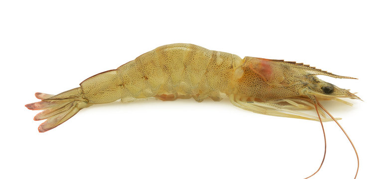 Close up banana prawn or shrimp isolated on white background