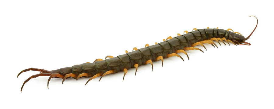 closeup of one brown centipede on white background