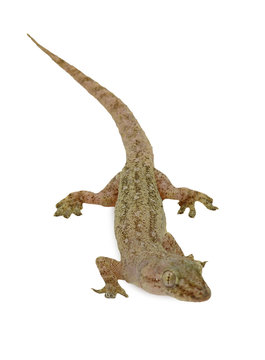 House lizard - gekco isolated on white background