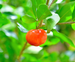 Red Barbados cherry on its tree in background