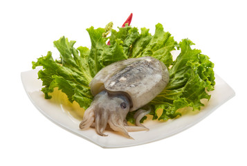 Raw cuttlefish