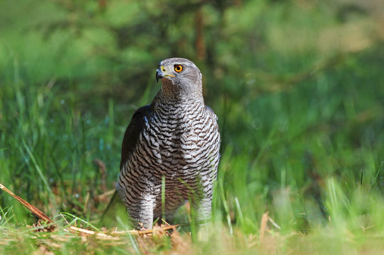 Northern Goshawk