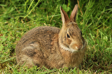 West Coast Wild Rabbit