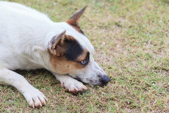 Lonely Dog
