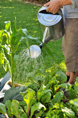 arrosage du potager © coco