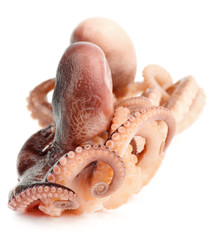 Obraz na płótnie Canvas Octopuses
