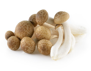 Fototapeta na wymiar Brown beech mushrooms, Shimeji mushroom, Edible mushroom isolate