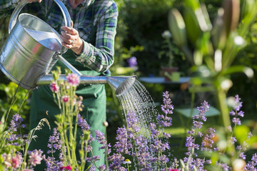 Gardening woman watering the flowers in garden