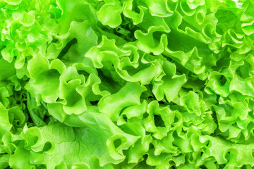 Lettuce leaves