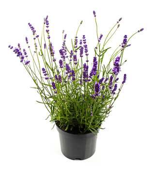 lavender in pot isolated on white