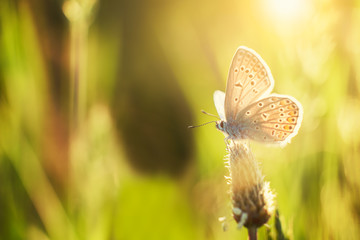 Butterfly on meadow