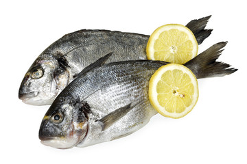 gilt-head seabream
