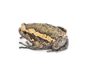 Frog on white background