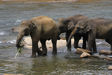 Indische Elefanten am Wasser