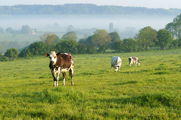 Animal ferme 116