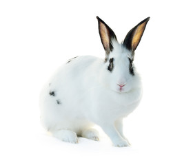 rabbit isolated on a white background