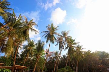 Obraz na płótnie Canvas Tropical Background on Koh Phangan