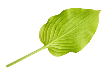 Lily leaf isolated