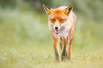 red fox in the dunes