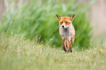 red fox