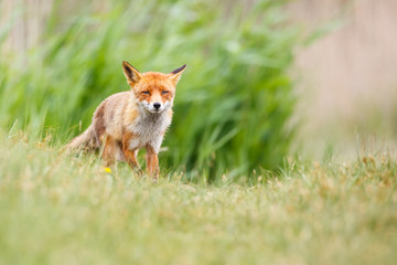 red fox in the dunes