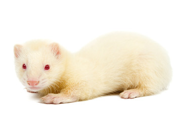 Albino ferret