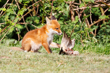Obraz premium red fox cub with prey