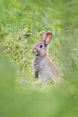 wild rabbit