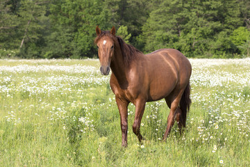 Obraz premium horse on the meadow with daisies