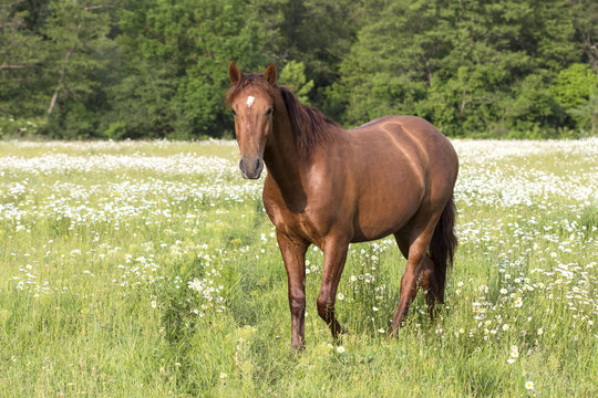 horse on the meadow with daisies