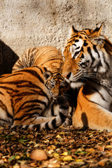 Tiger mum