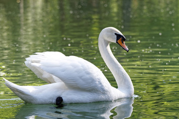 Beautiful swan