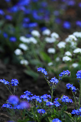 Fototapeta premium Beautiful flower