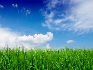 Fototapeta na wymiar wheat field on a background of the blue sky