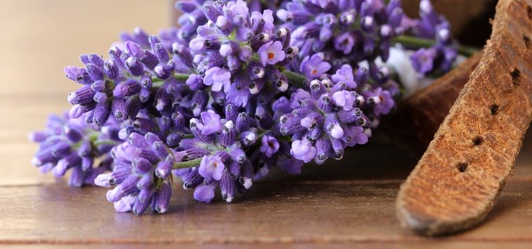 Lavendel in Leder gebunden