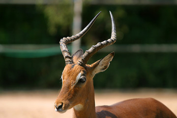 Antilope