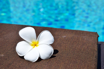 Fototapeta na wymiar Tropical flower Plumeria on swimming pool